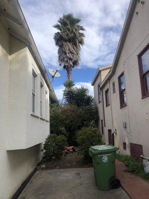 cleaning palm tree