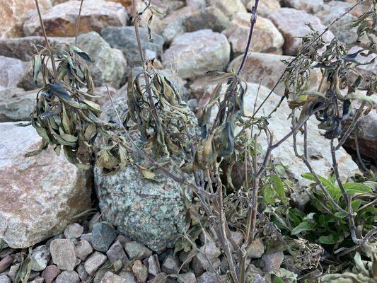 Once healthy plant with new growth, now stained blue and dead from chemical overspray.