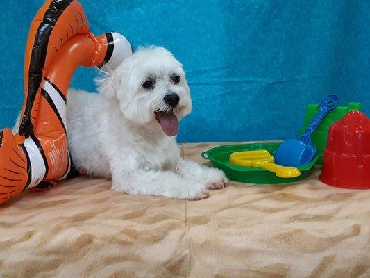 Max the maltese found Nemo. He's our little hero.