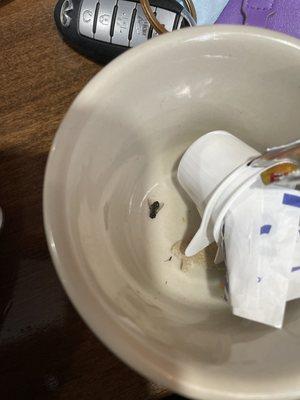 Dead fly in creamer bowl