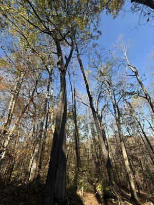 Climbing this tree manually In order to bring it down without damage to the customers property. This was inJohnson City TN.