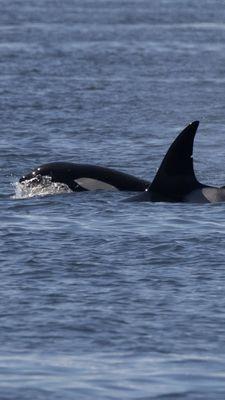 Baby killer whale