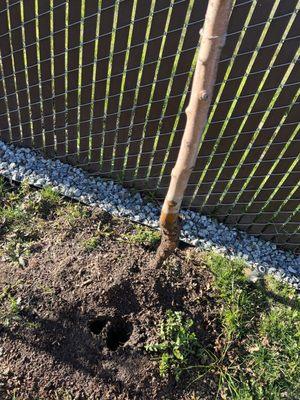 Base of rotten Fuji Apple tree which pulled right out of the ground.