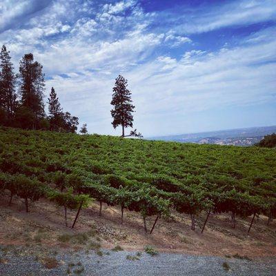 The iconic tree overlooking the vineyards.