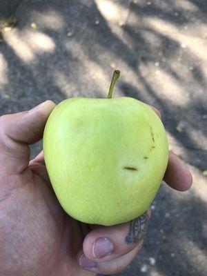 Portland Nursery Annual Apple Tasting Event