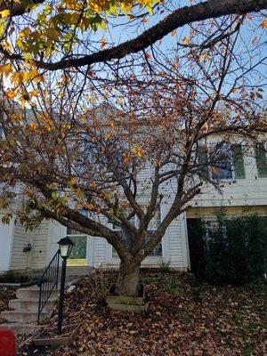 Tree before it's been trimmed.