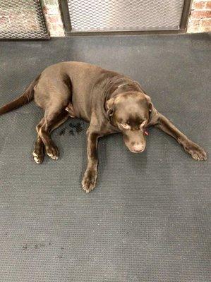 Loki, the gym dog  He is so friendly!