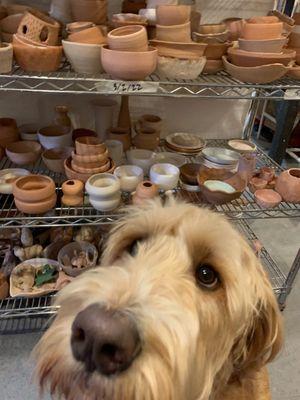 Dogs & Ceramics?! What could be better