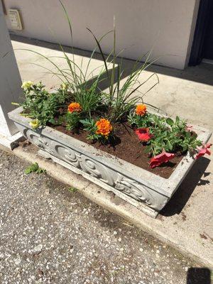 Freshly planted flowers