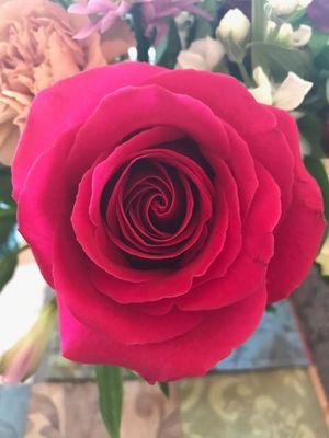 Fresh and lovely rose