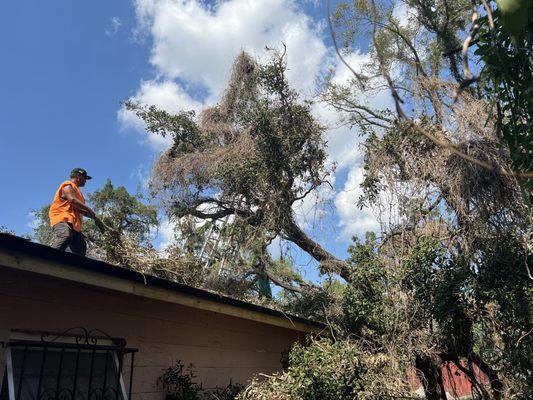 Tree removal