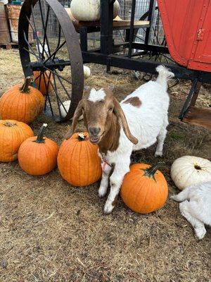 Little goat to pet