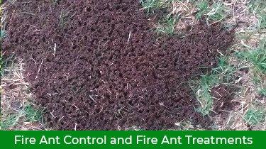 Fire Ant Treatments in Houston TX