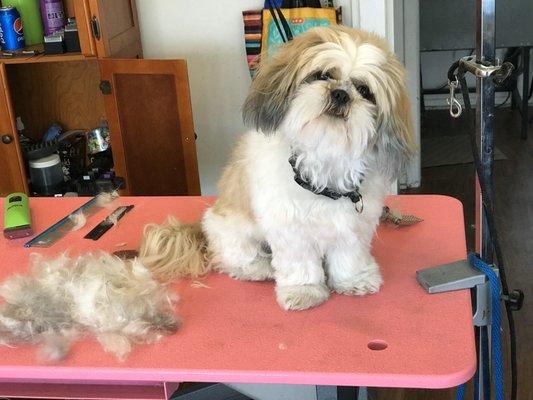 Picture sent letting us know she had been brushed and ready for her bath.