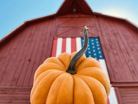 Mini pumpkins also available daily on the farm!