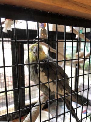 Cute cockatiel in the hallway