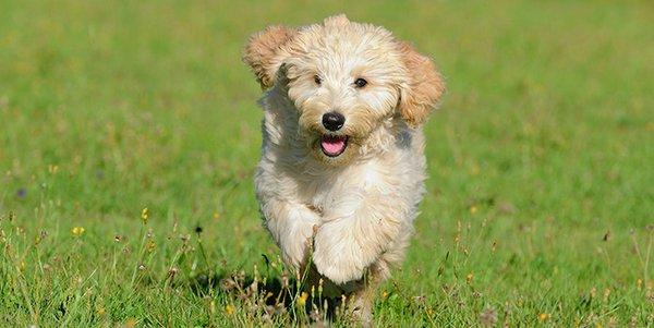 Goldendoodle 1