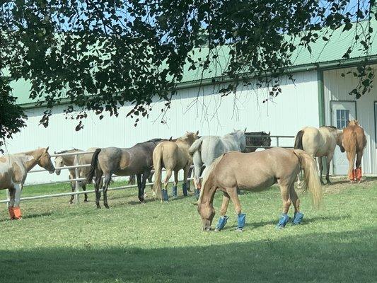 Hangin at the barn