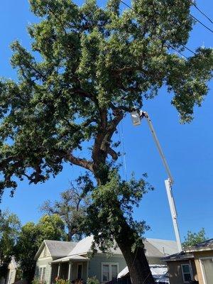 Valley Oak Tree