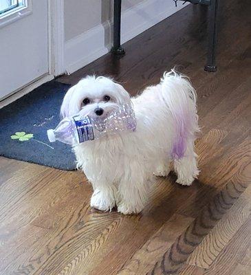 Sugar loves water bottles