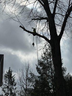 Evergreen Outdoor Tree Service & Landscape