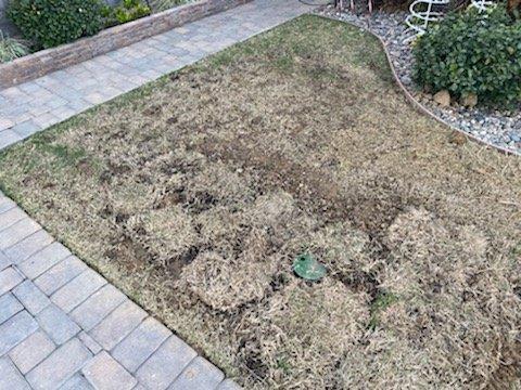 patch job with dead grass