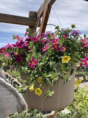 Beautiful hanging baskets