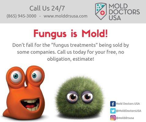 Fungus is mold!! 100% financing