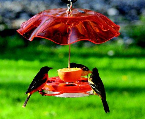 Birds Choice Oriolefest feeder with weather guard - NP1012