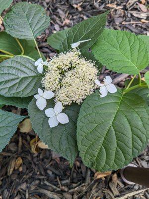 Not Annabelle hydrangeas