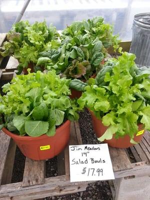 always fresh "salad bowls"!