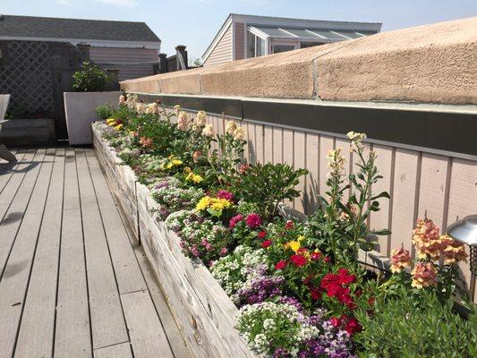 Roof top gardening full of seasonal annuals