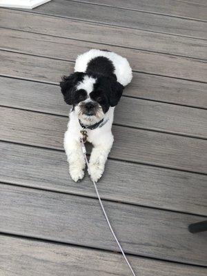 Clyde after being groomer at Mutley Grooming in Charlestown RI