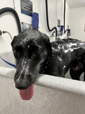 Bath time after rolling in sea gull