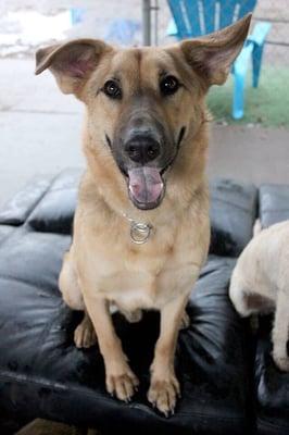 Happy boy, Tucker, enjoying one of the couches!