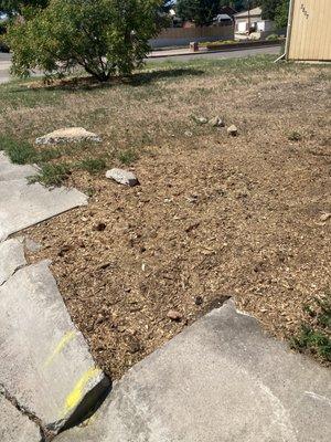 Very thin layer of bark to hide the stump.