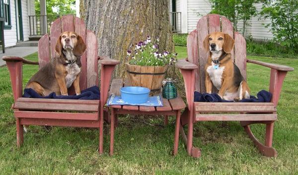 Mimie and Ollie enjoy relaxing at Animal Inn.