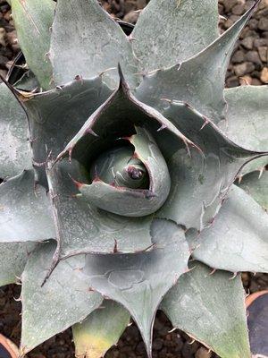 Agave