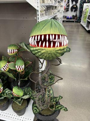 Venus fly trap