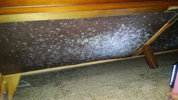 Mold from villa Capri walls that spread to my furniture, underneath!