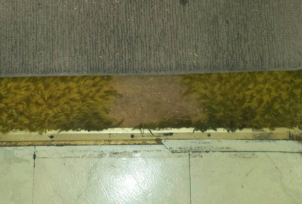 Carpet so old that it is worn down to the floor boards