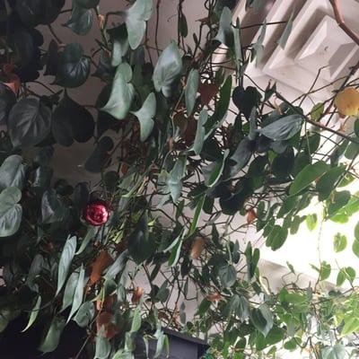 Vines on ceiling. Interesting.