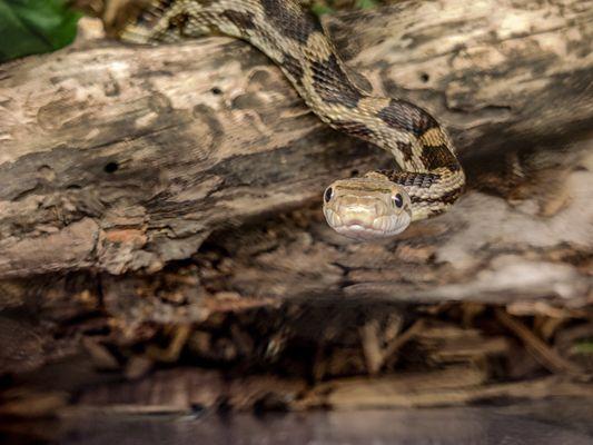 A snake in their live animal room at Sticks Stones and Bonez.