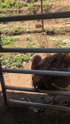 A turkey enjoying the shade.