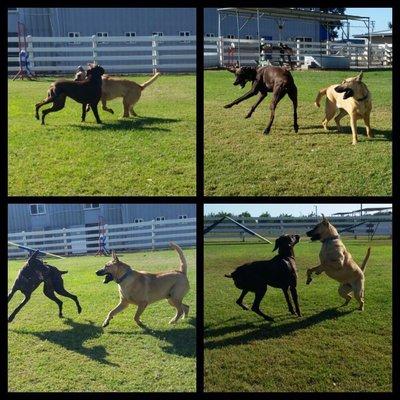 Doggy Day Care is a great way to burn off a little energy why Mom & Dad are at work!