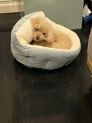 My dog a month later after surgery. Happy in her dog bed.