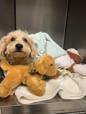 Making sure he's snuggled with his toy