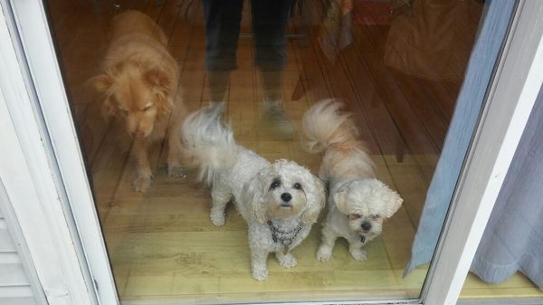 My personal "pack" Jack, Bailey and Dizzy