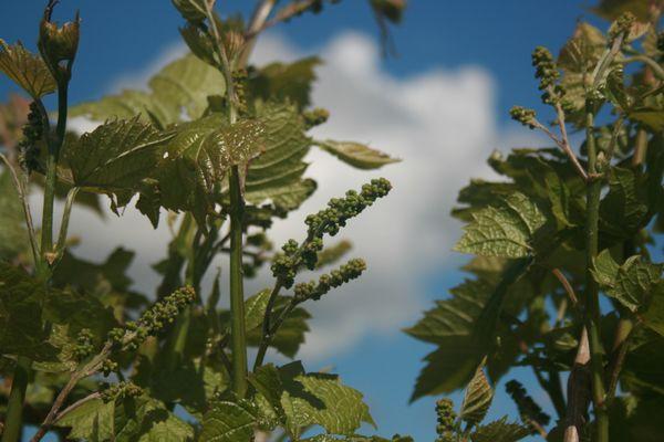 Tiny LaCrescent grape clusters, May 2017