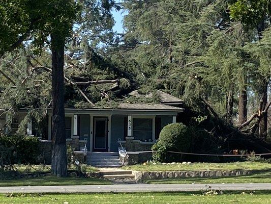 Huge tree falls on house